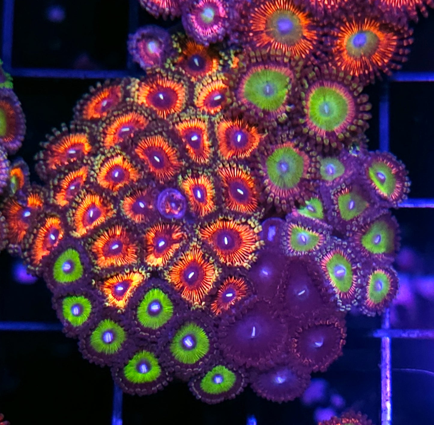 Sonic Flare Pink Rhino Latin Lover Lotus Mix Zoa Colony