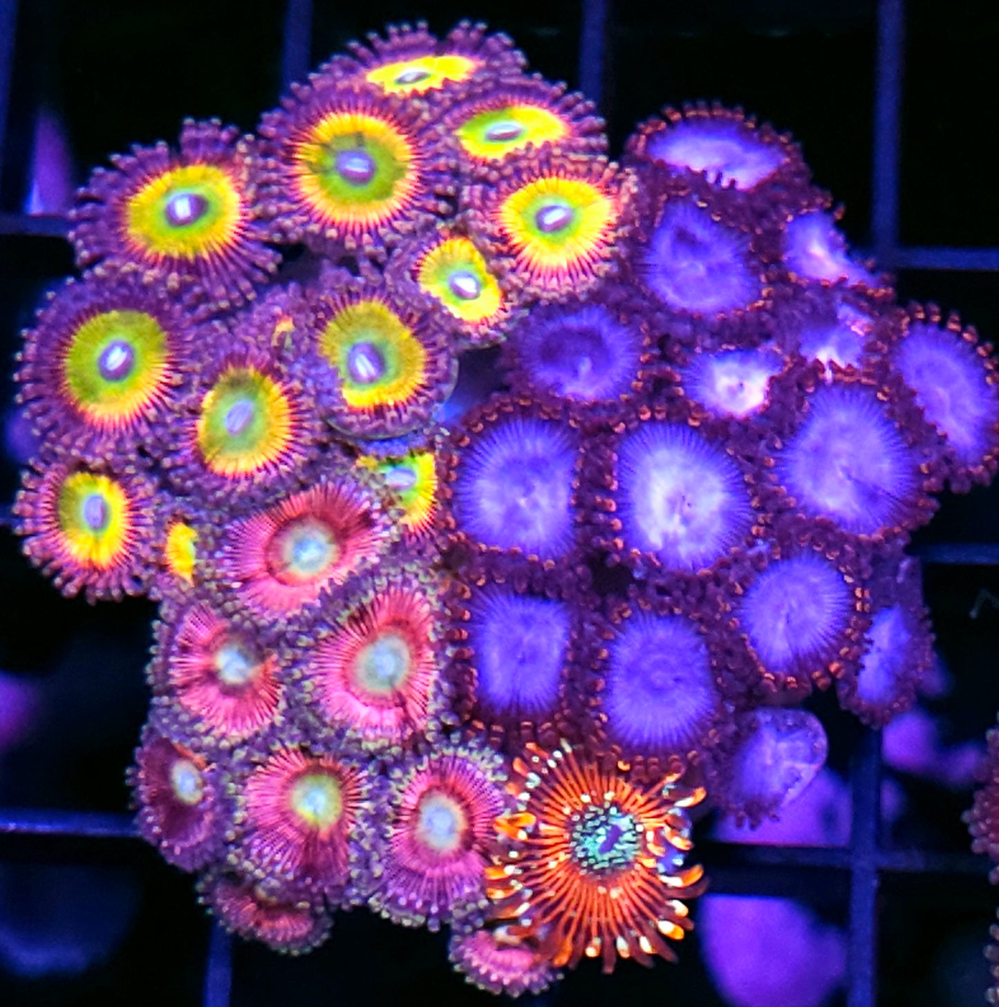 Sunny D Spiderman Watermelon Lemonade Salted Agave Mix Zoa Colony