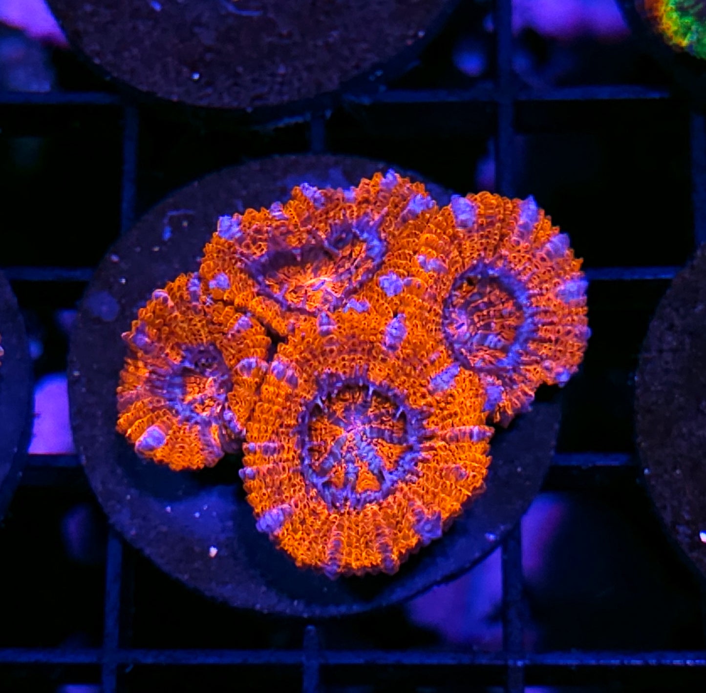 Jungle Juice Acan