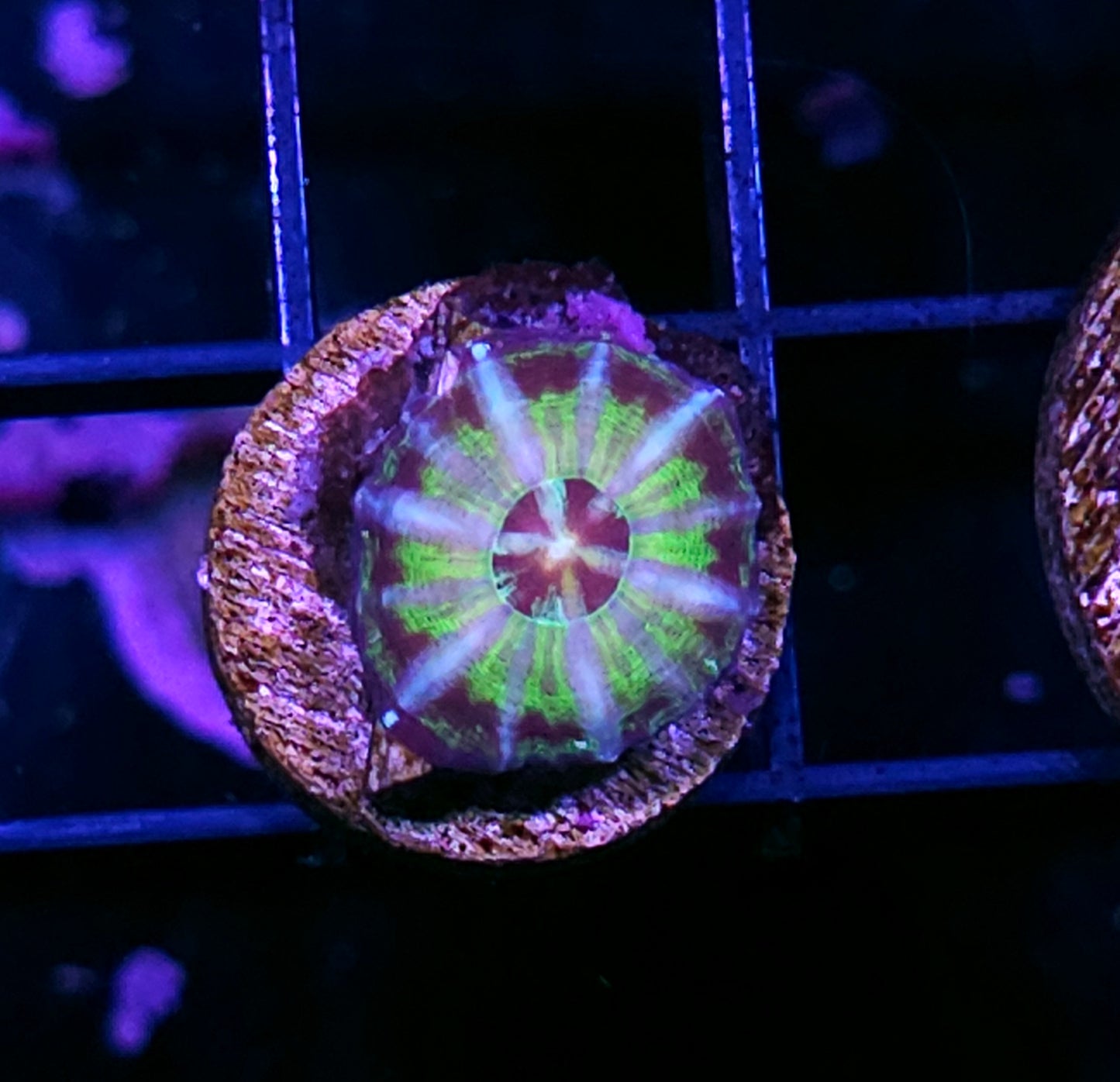 Aquacultured Tank Spawned UFO Scolymia