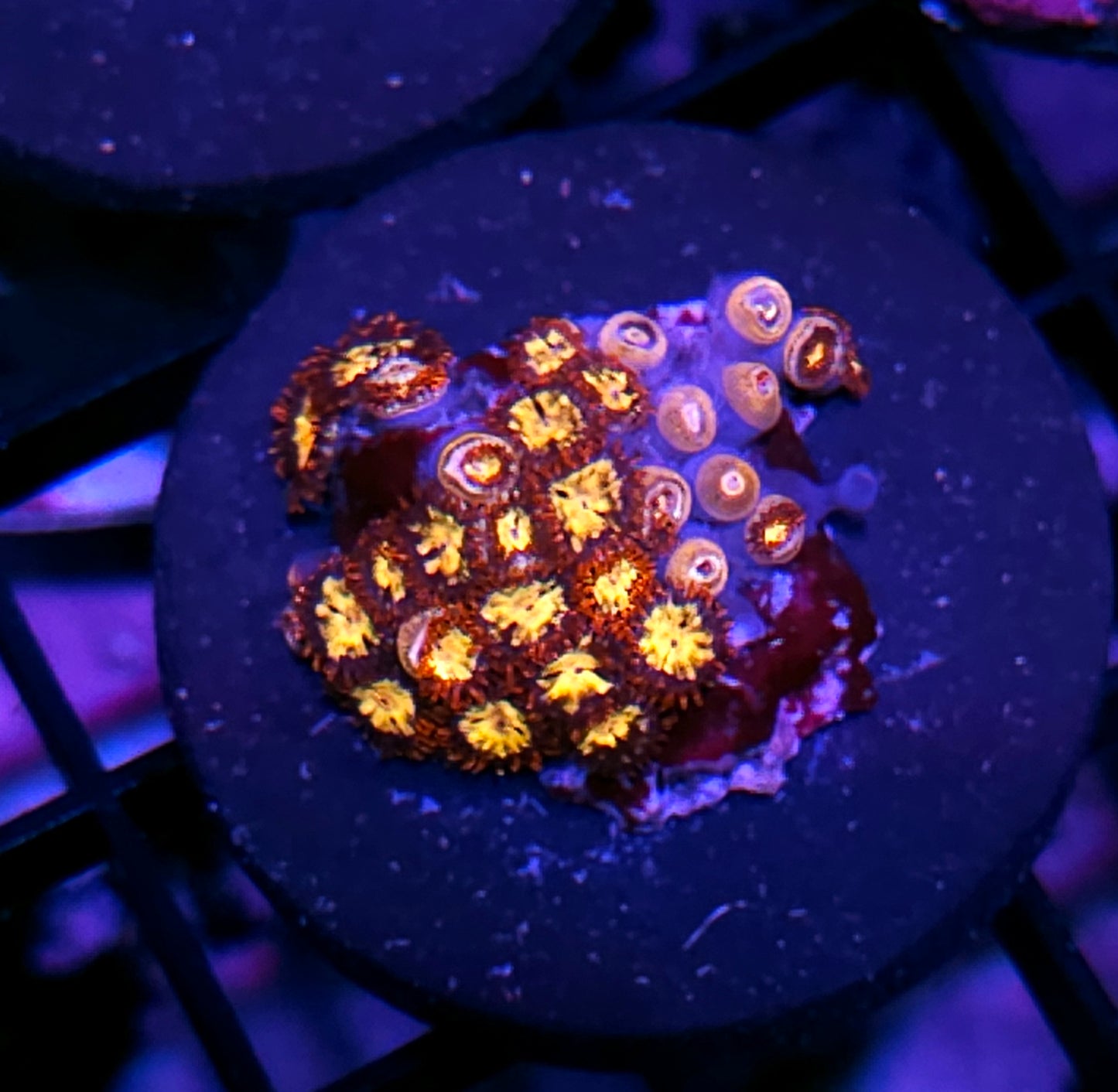 Blast Off Zoas