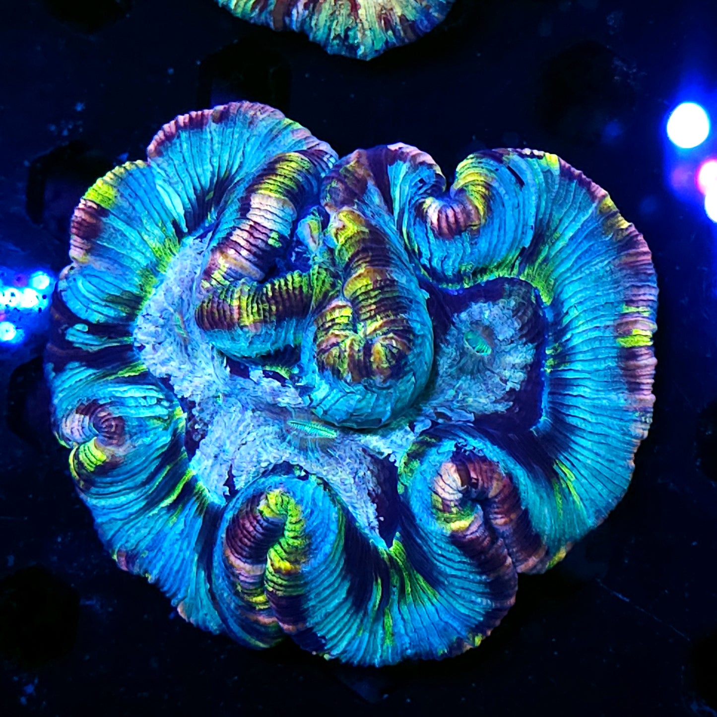 Special Grade Rainbow Wellsophyllia