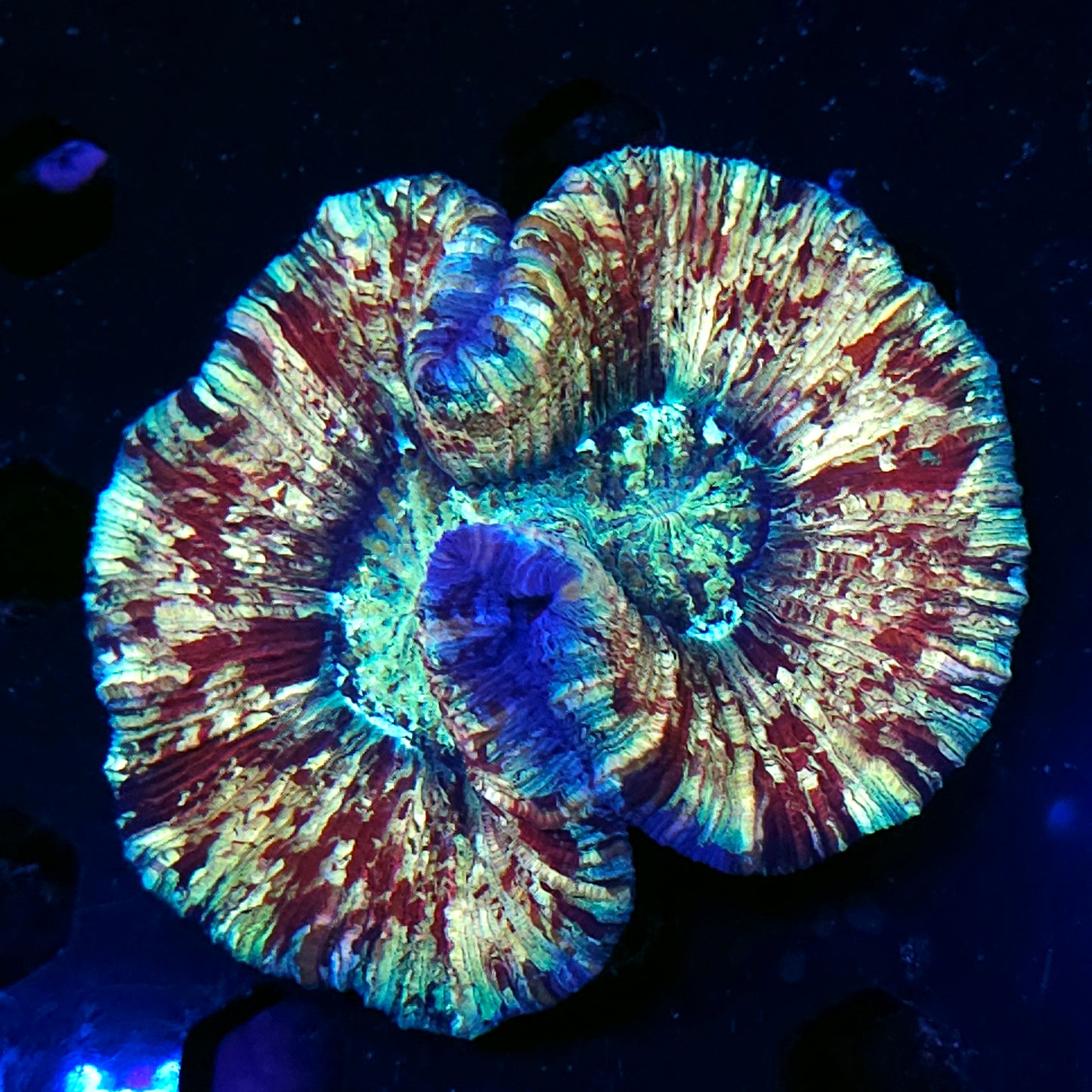 Special Grade Rainbow Wellsophyllia