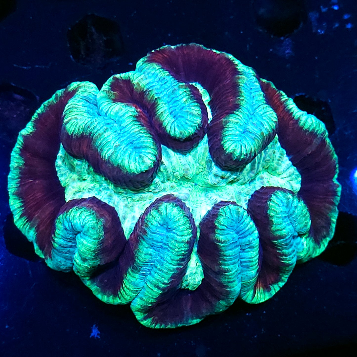 Special Grade Rainbow Wellsophyllia