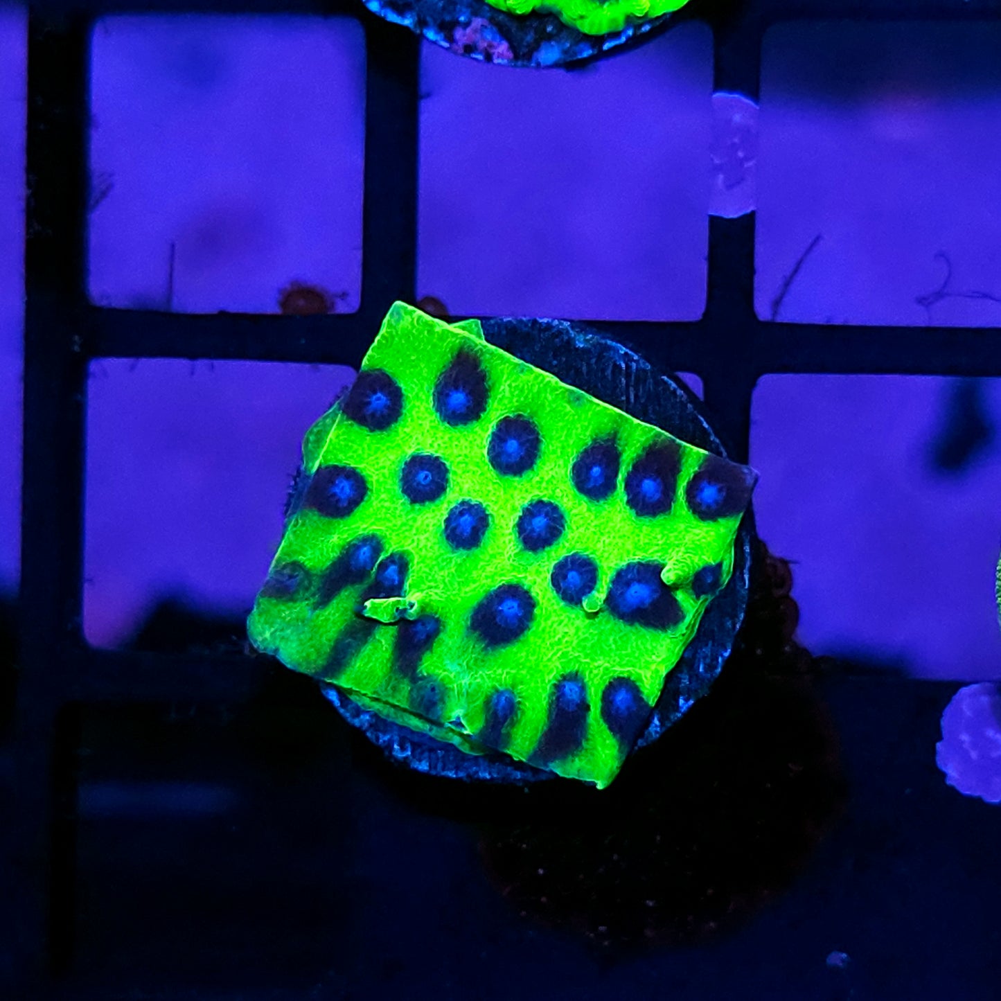 PPE Cyphastrea