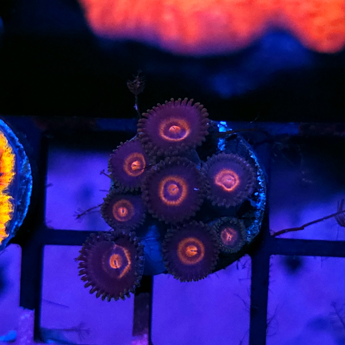 HF Plasma Cutter Zoas