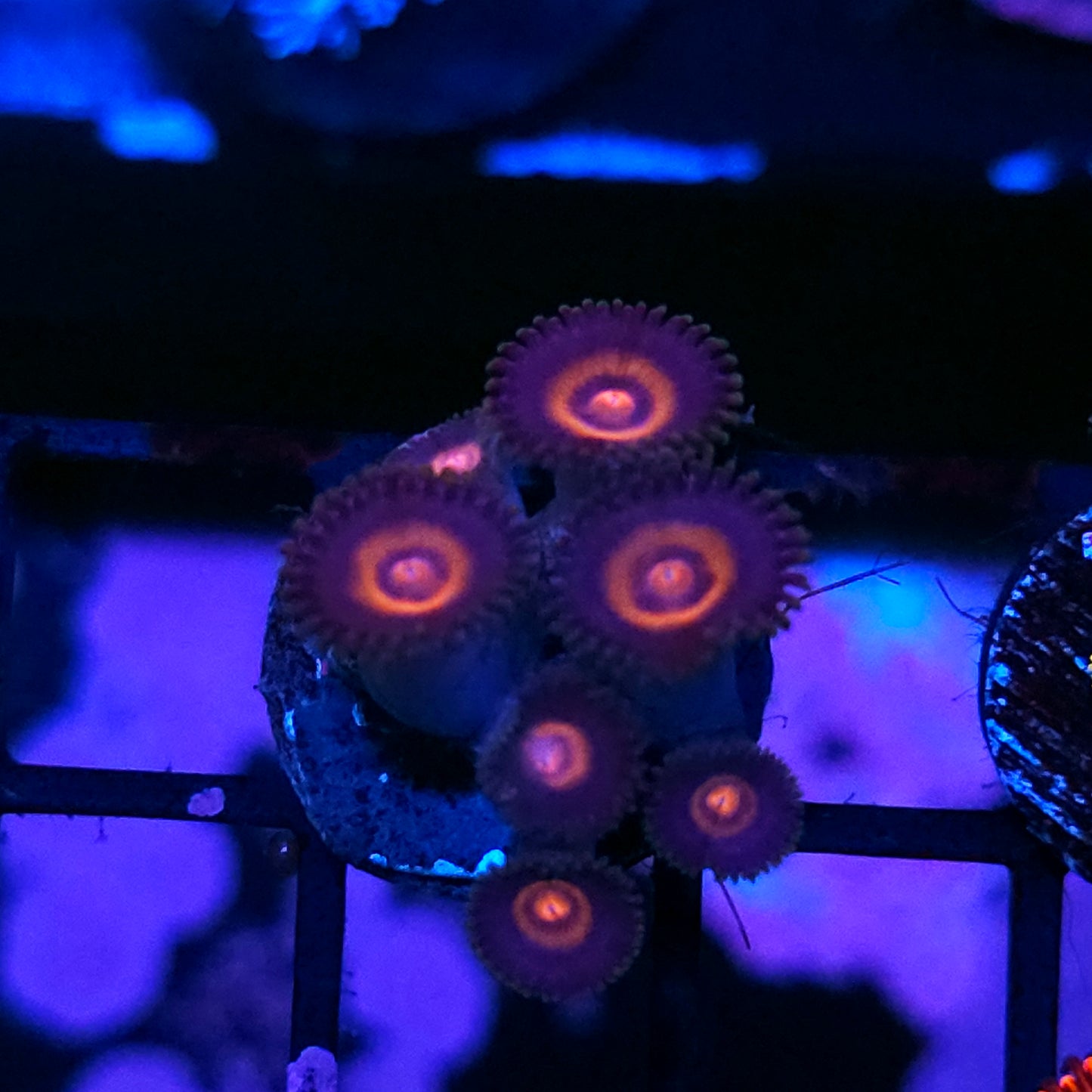 TG Plasma Cutter Zoas