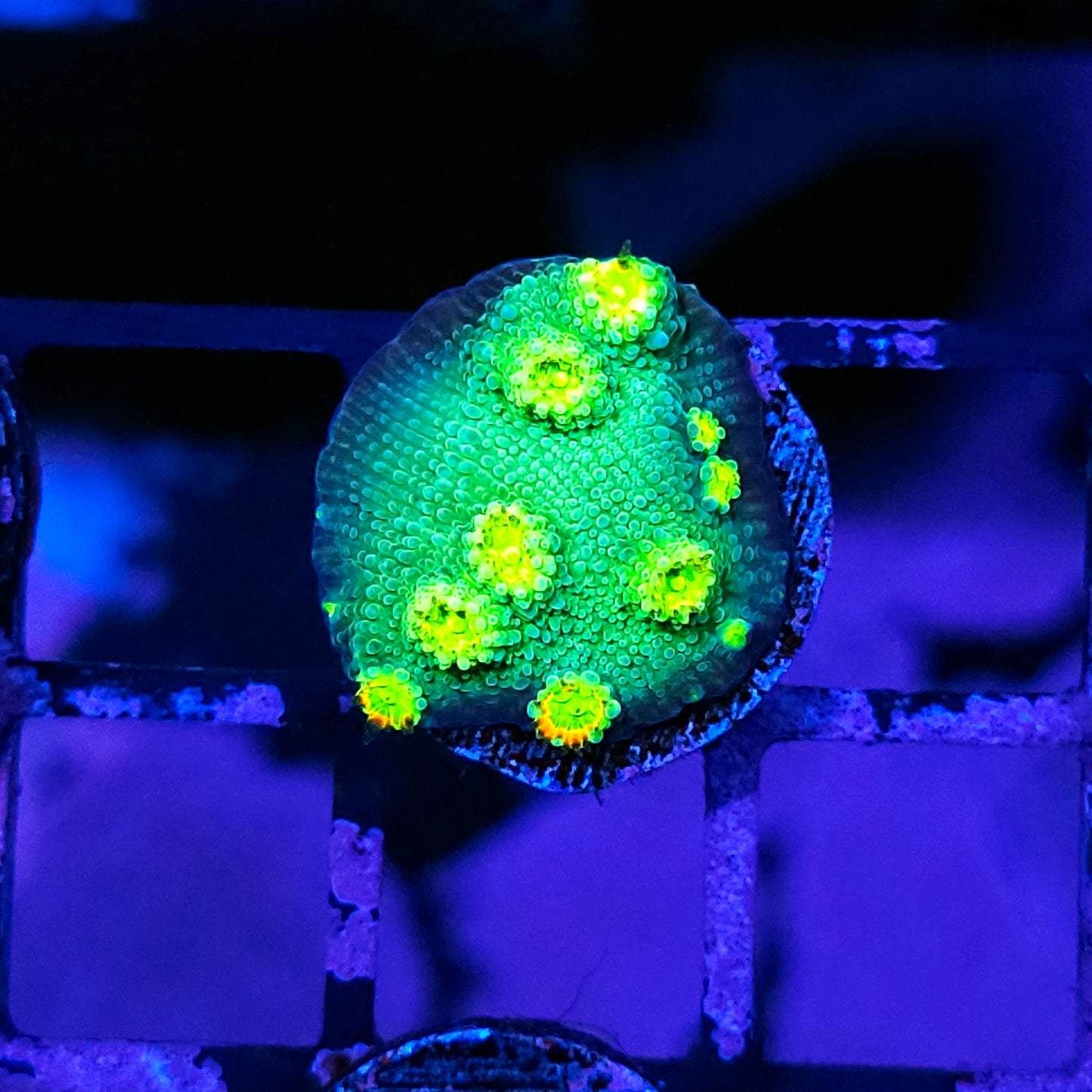RR Stunner Lamelosa