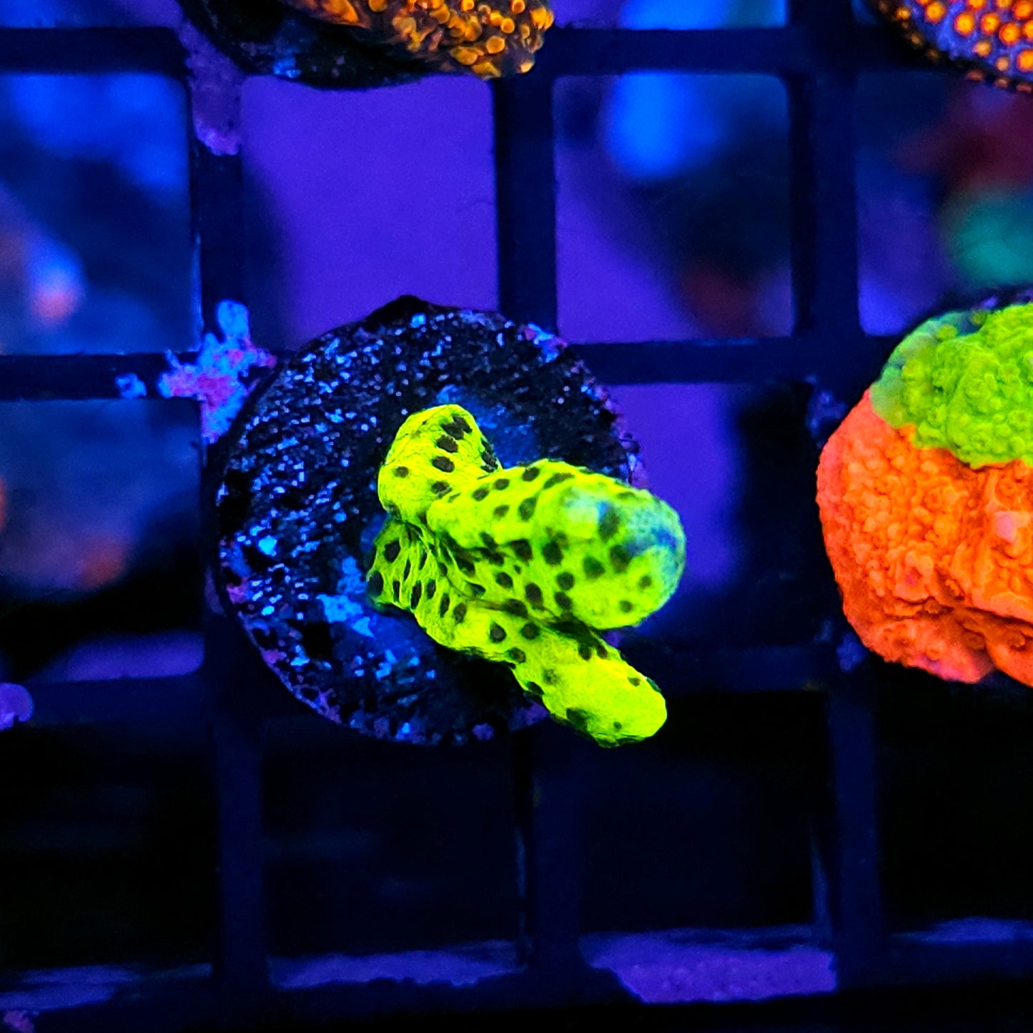HF Bioluminescent Anacropora