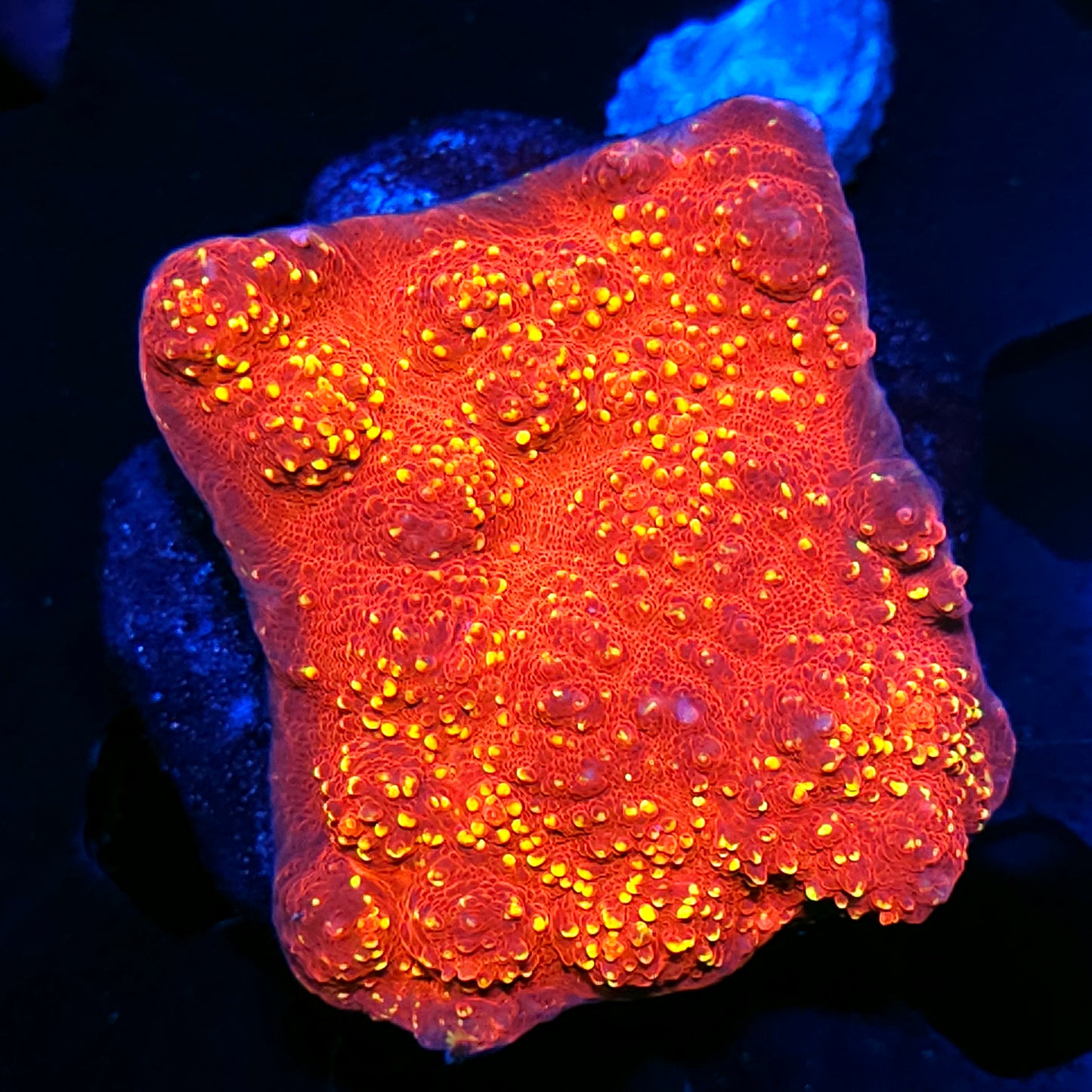 3-4" Burning Embers Chalice Colony