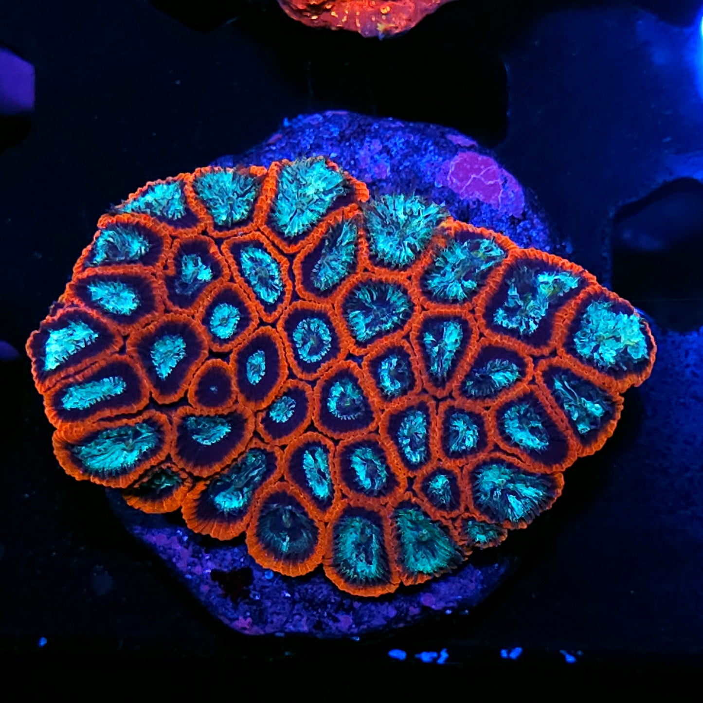 4" Shattered Glass Micro Favia Colony