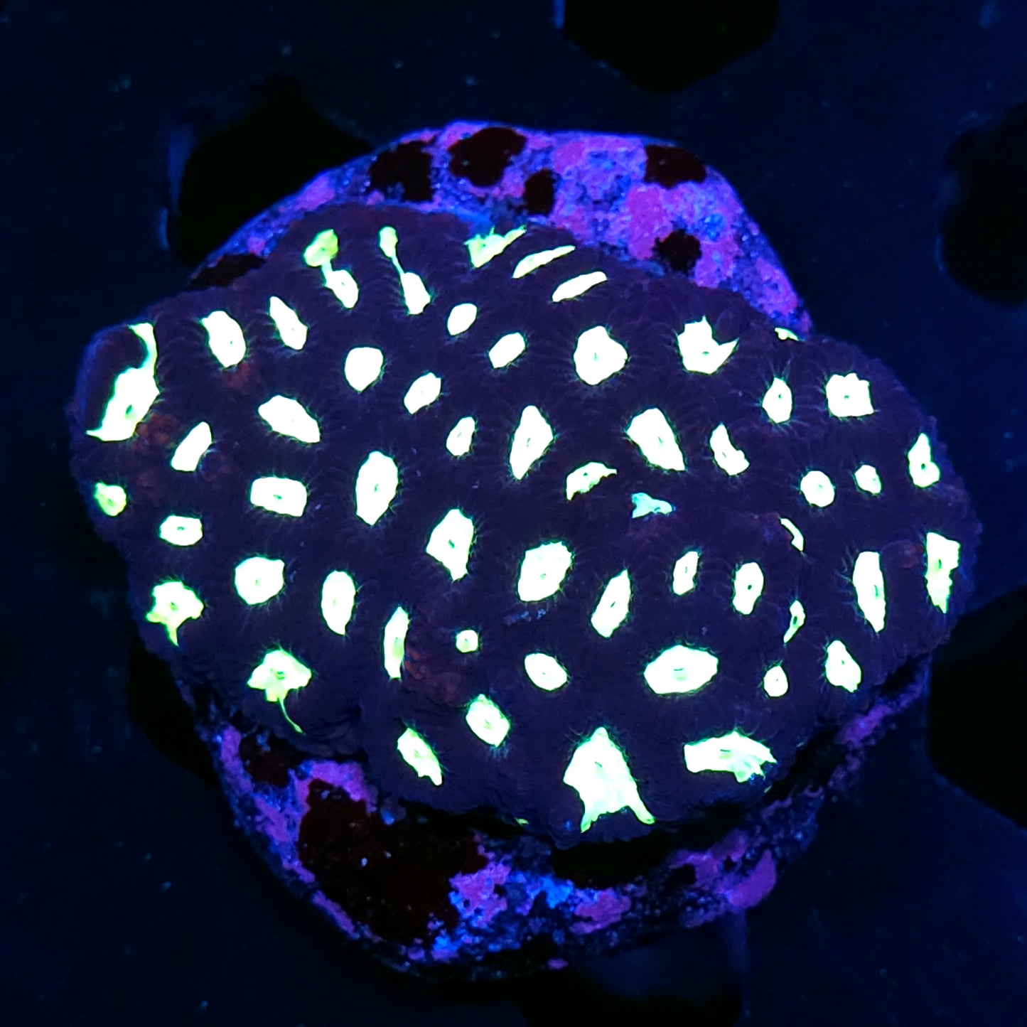3-4" Laser Lights Favia Colony