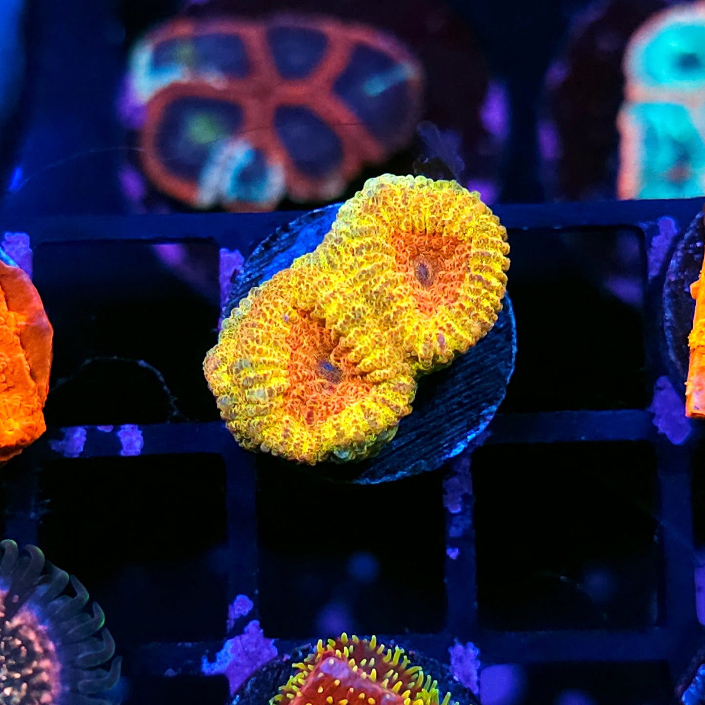 HF Mayan Sun Barabattoia