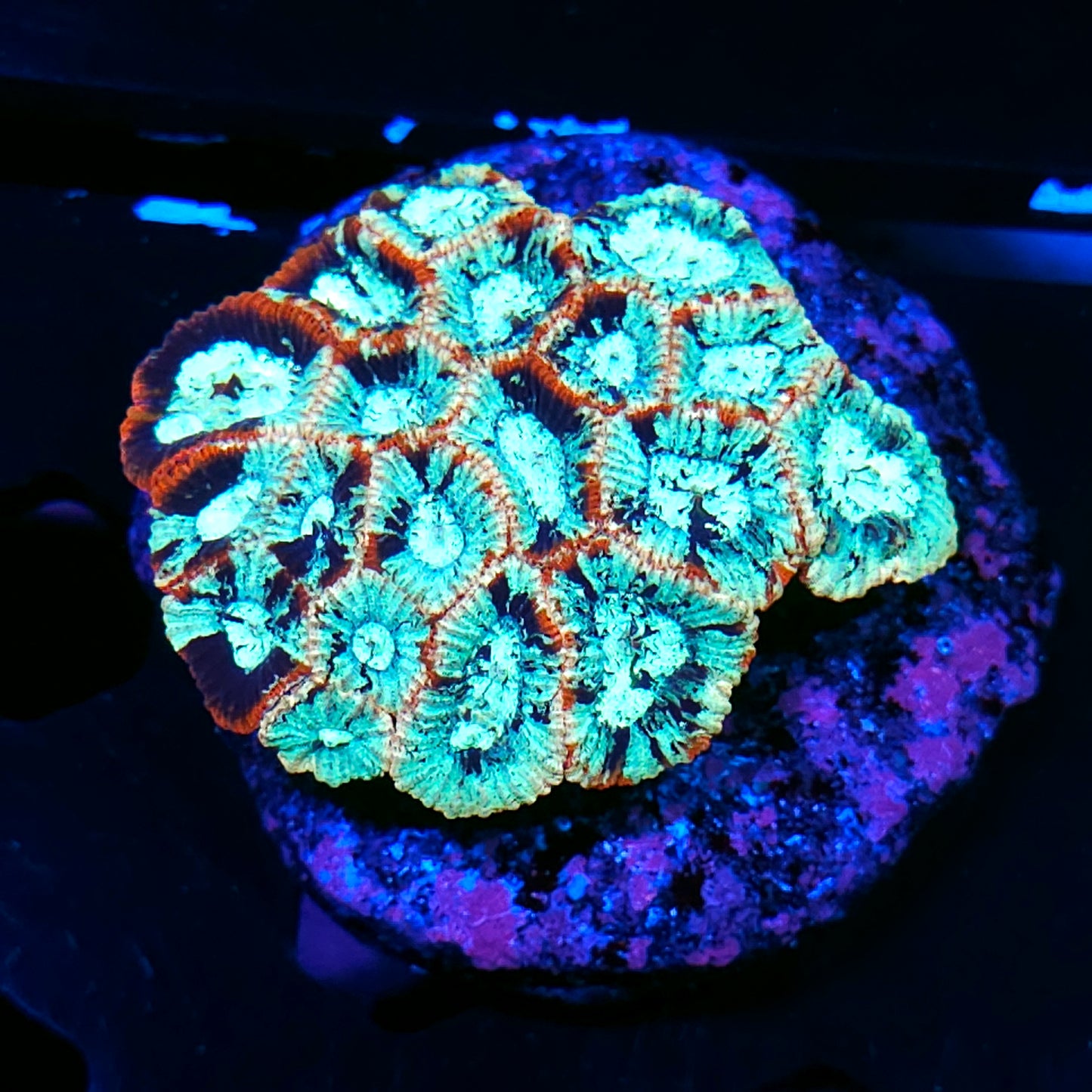 HF Stained Glass Micro Favia