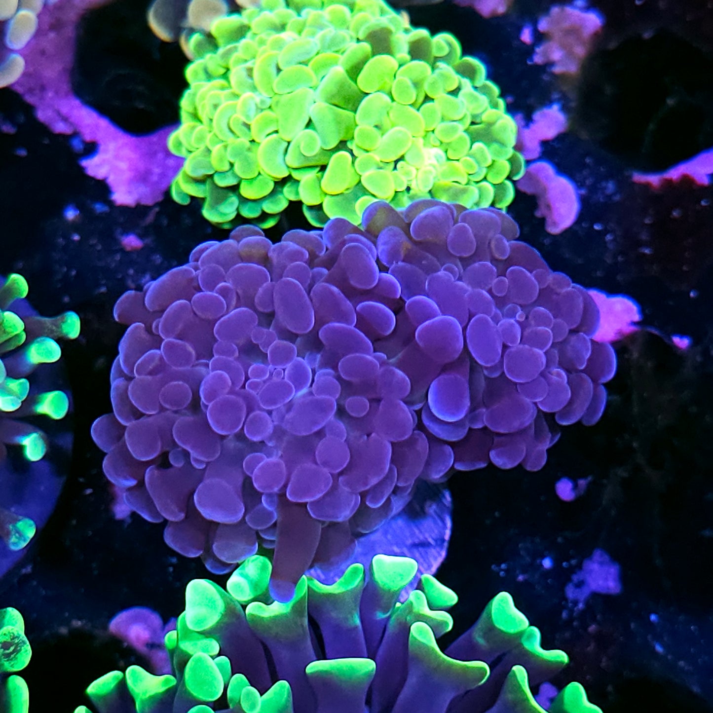 Labor Day Hammer Deal Purple Nurple