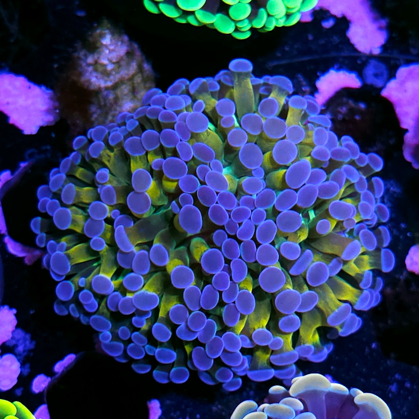 HF Yellow Hologram Branching Hammer