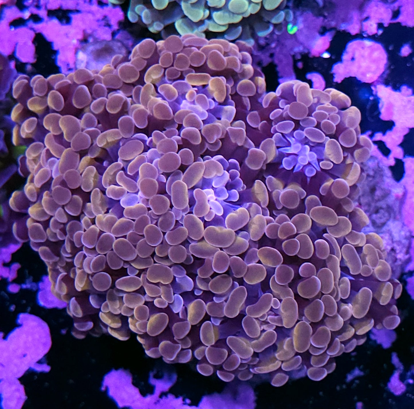 Approx 8-9 Head Halloween Branching Hammer Colony