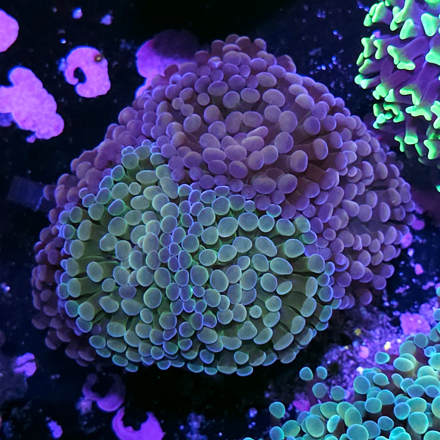 Approx 7 Head Epic Grafted Branching Hammer Colony