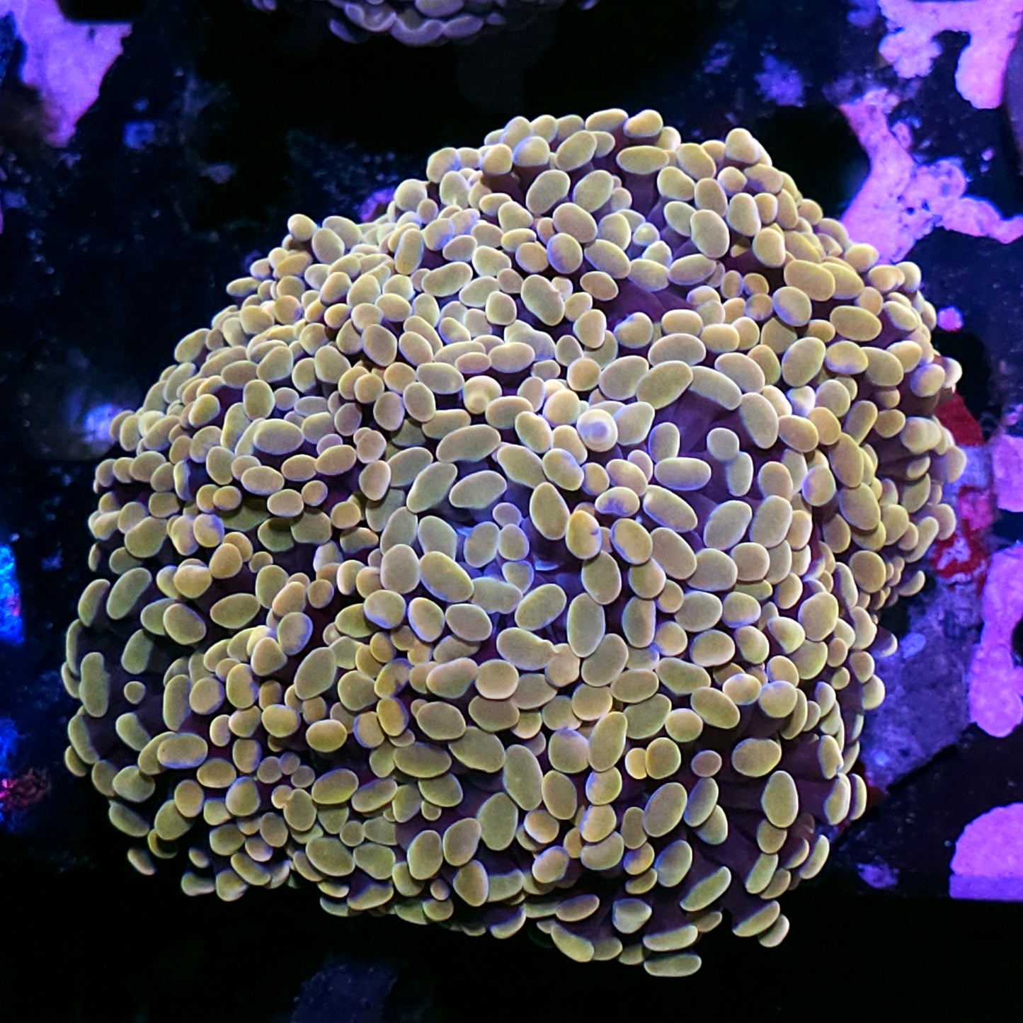 Approx 9-10 Head Golden Goose Branching Hammer Colony