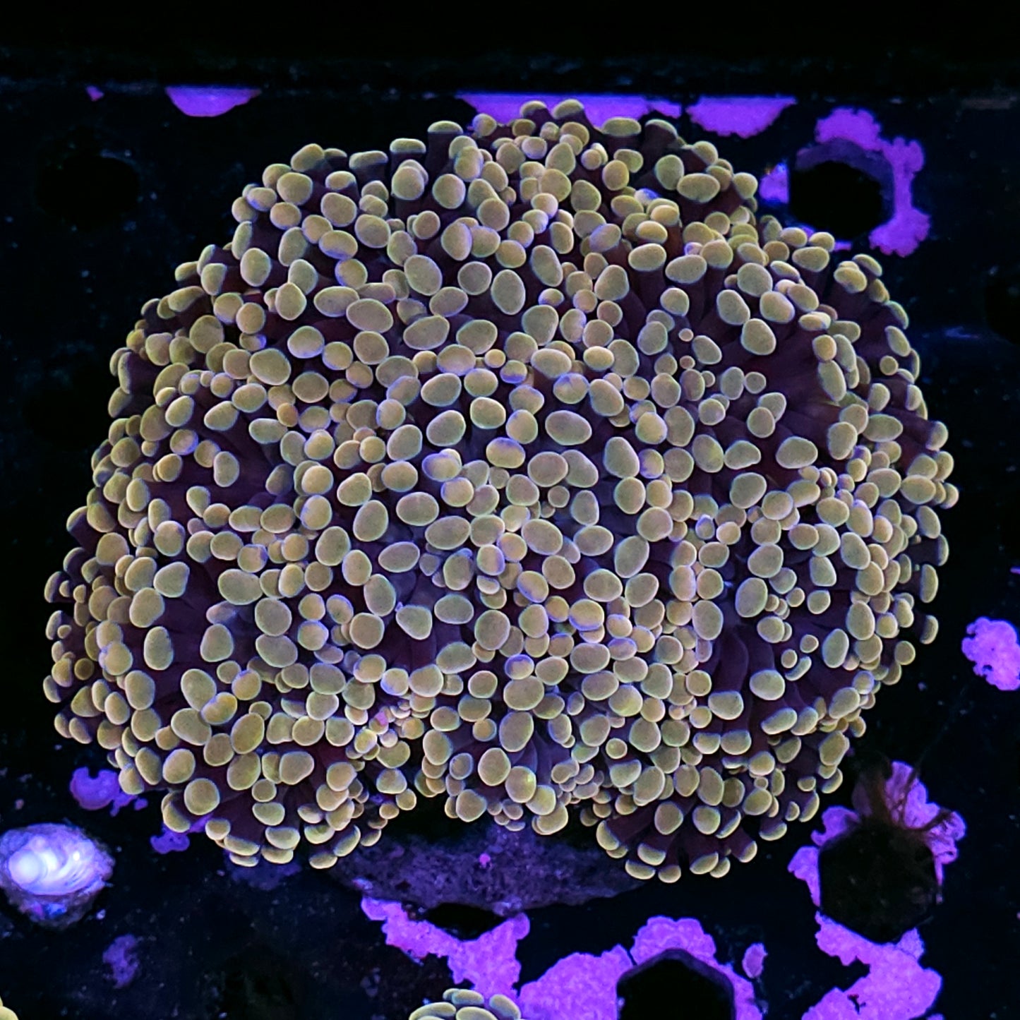 Approx 9-10 Head Golden Goose Branching Hammer Colony