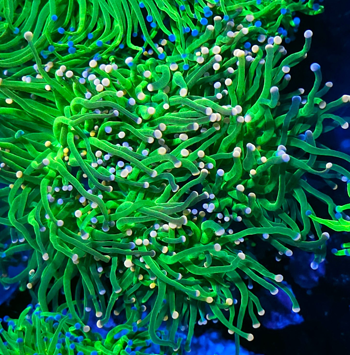 Approx 6-7 Head Bubble Gum Torch Colony