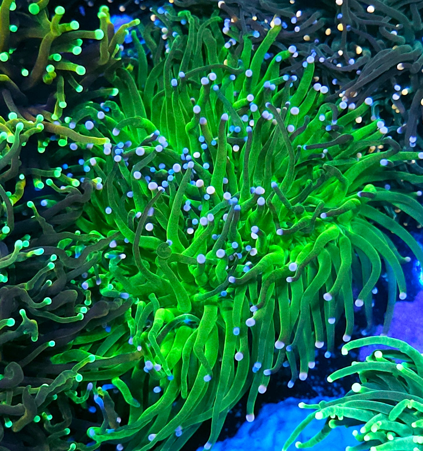 Approx 6-7 Head Tri-Tip Torch Colony