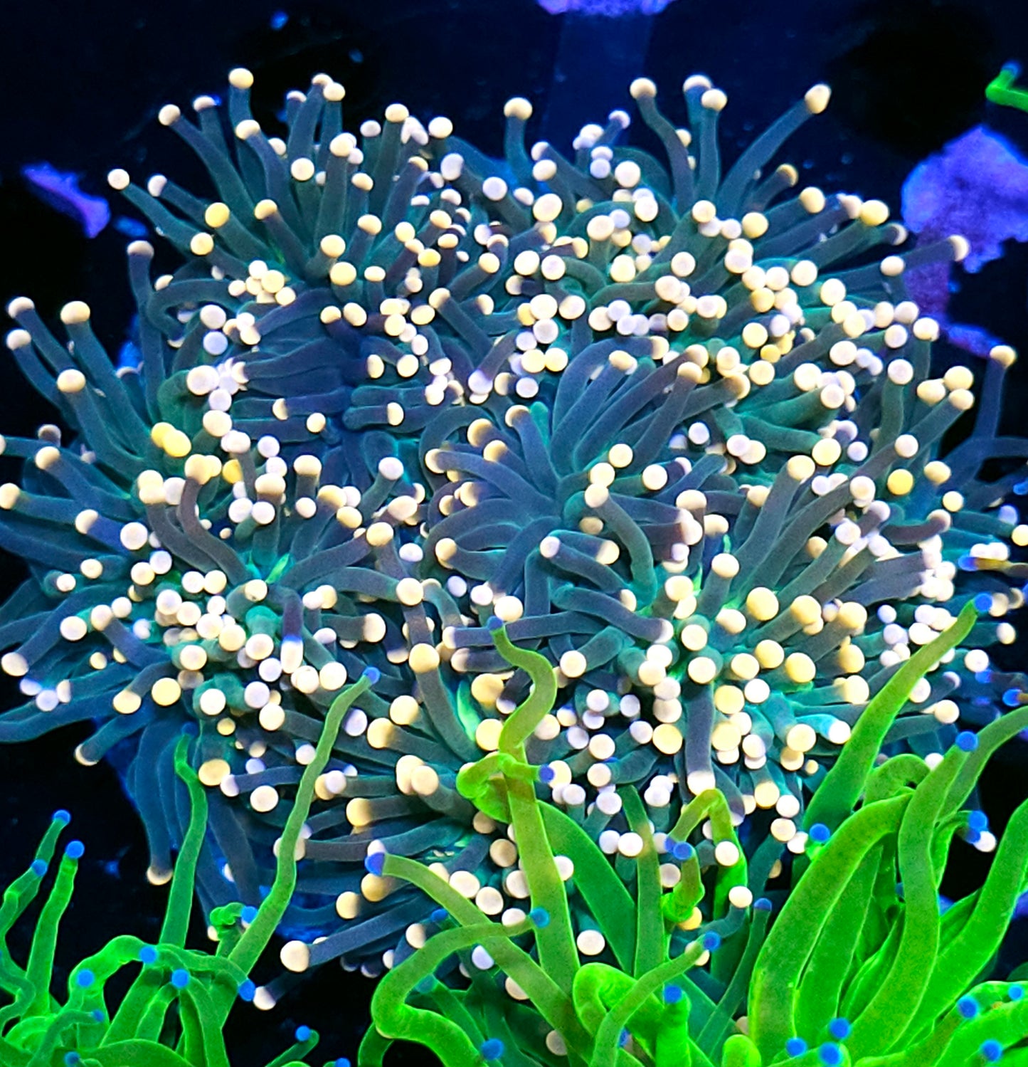 Approx 7 Head Bahama Mama Torch Colony
