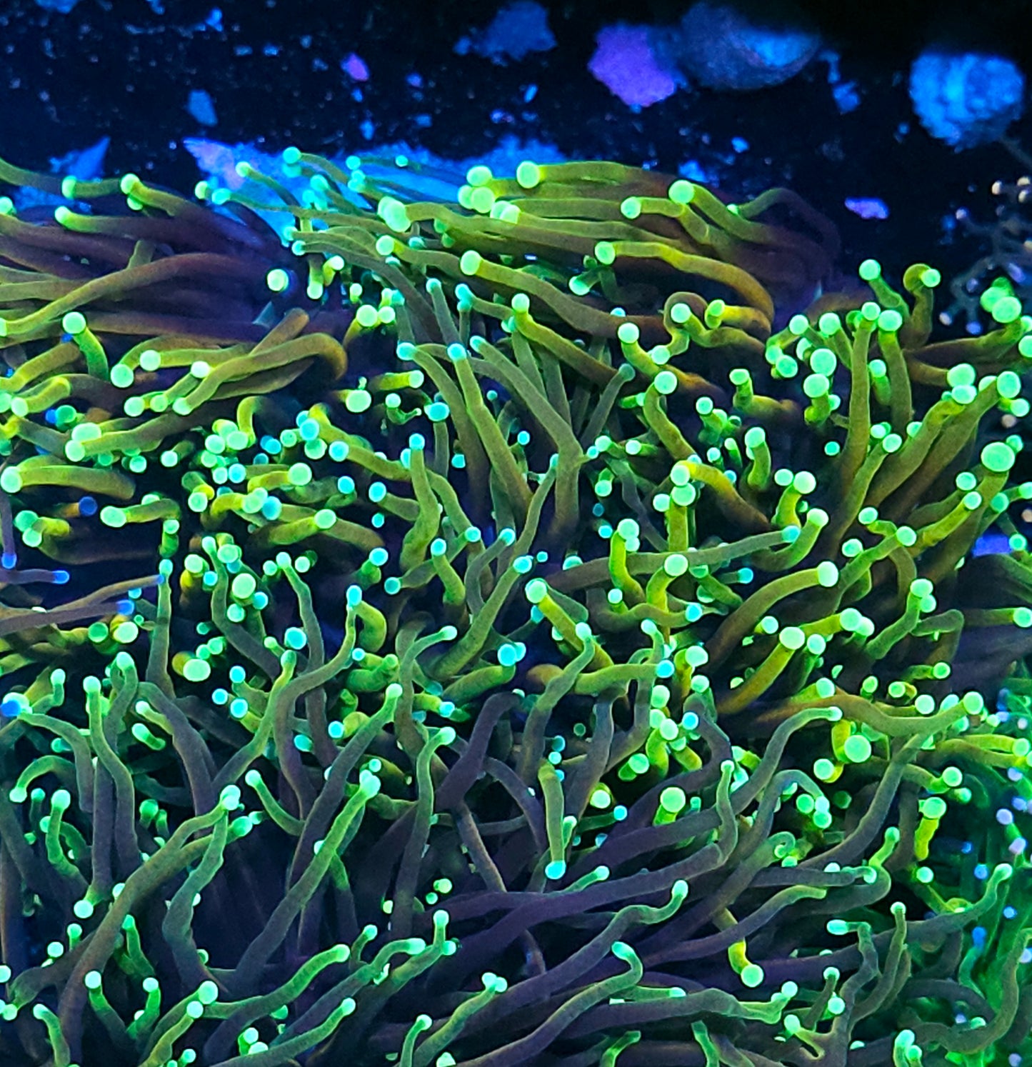 Approx 6-7 Head Dragon Torch Colony