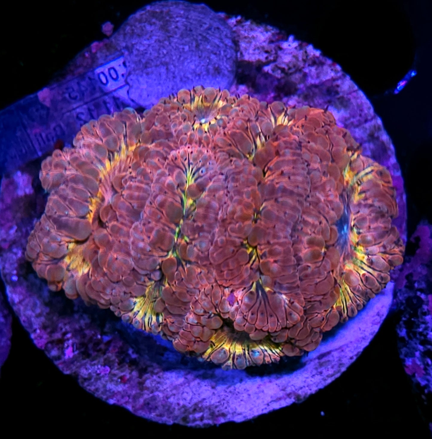 Holy Freaking Moly Rainbow Indonesian Blasto