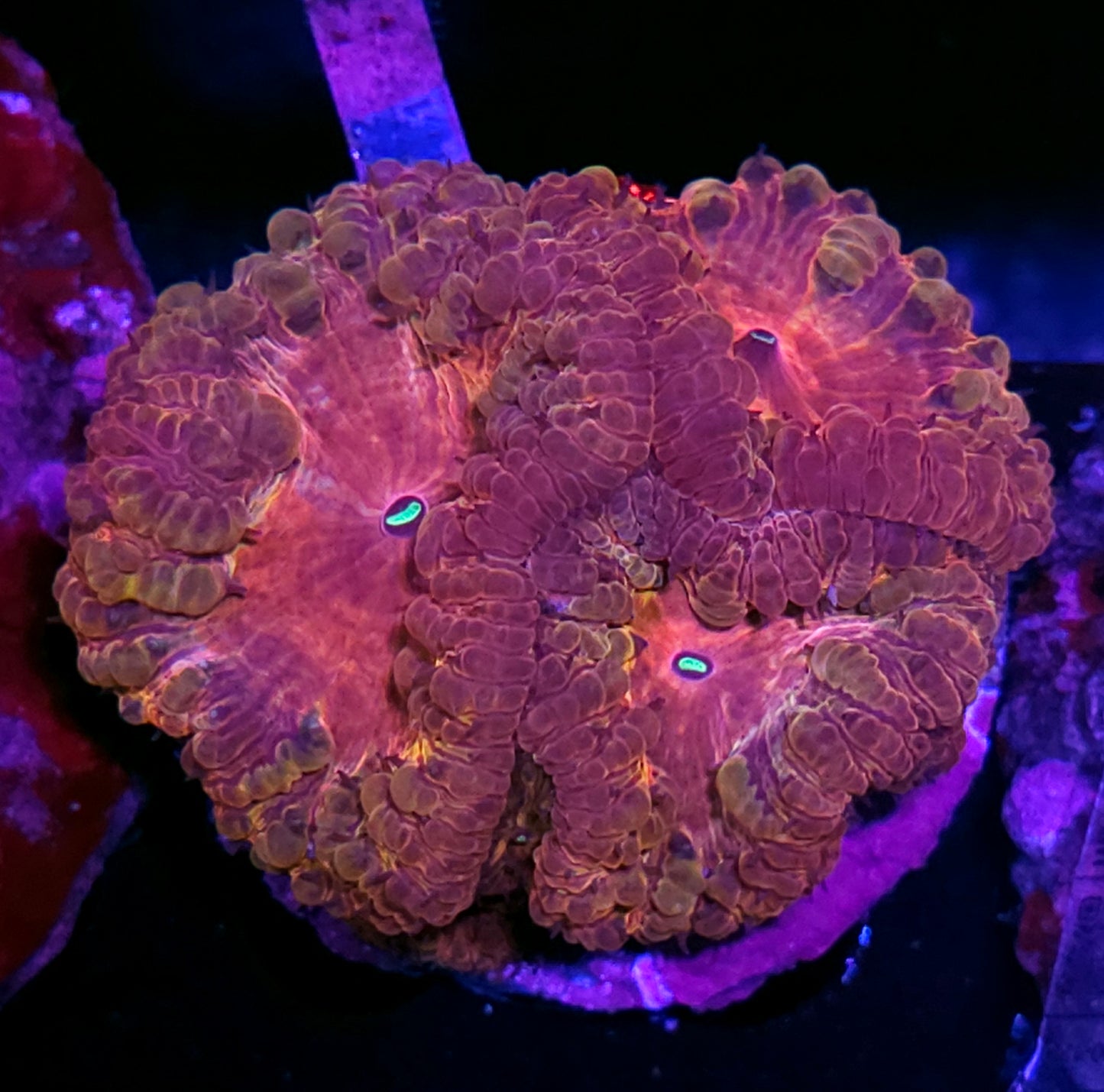 🤯Stranger Things Indonesian Blasto Colony🤯