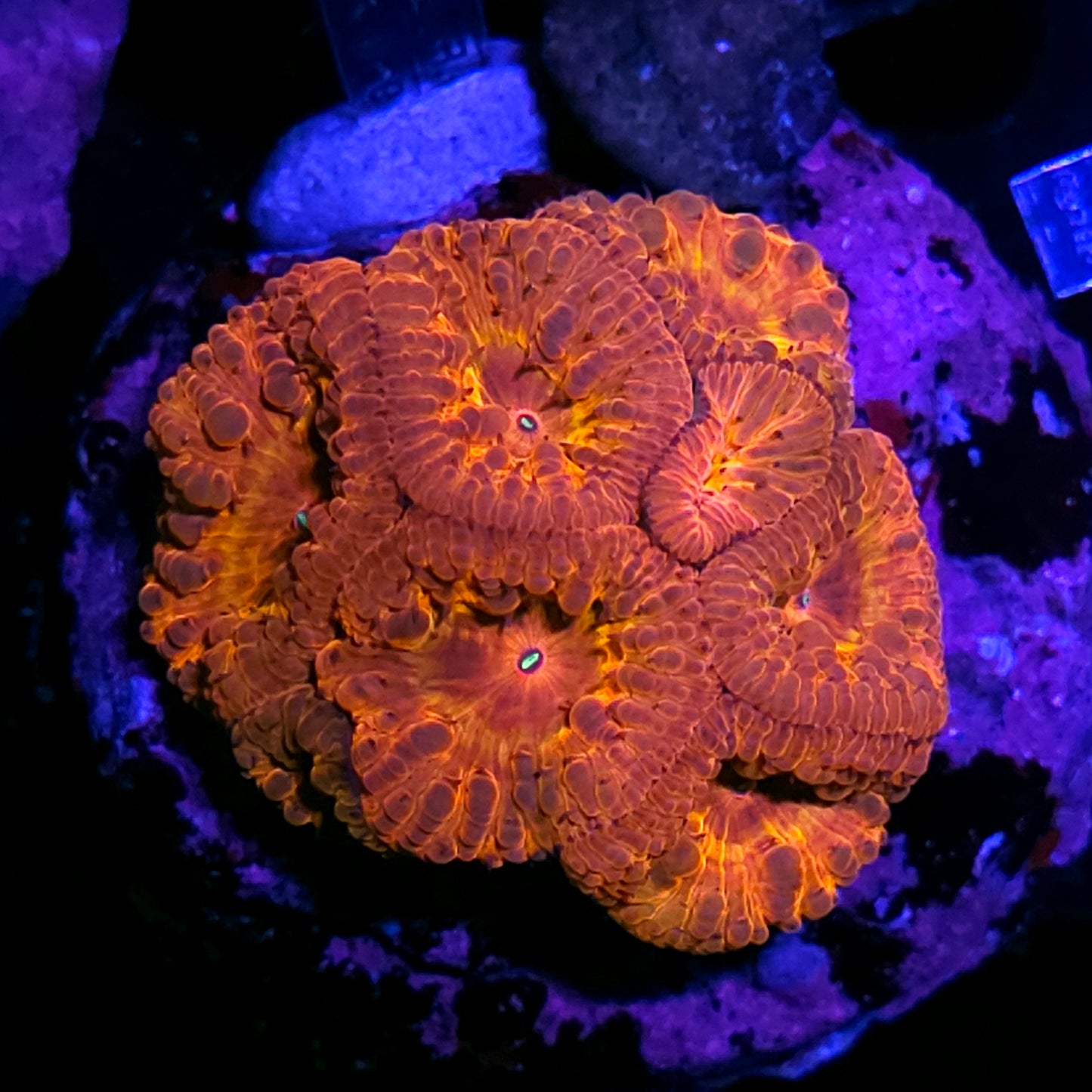 Blowtorch Indonesian Blasto Colony