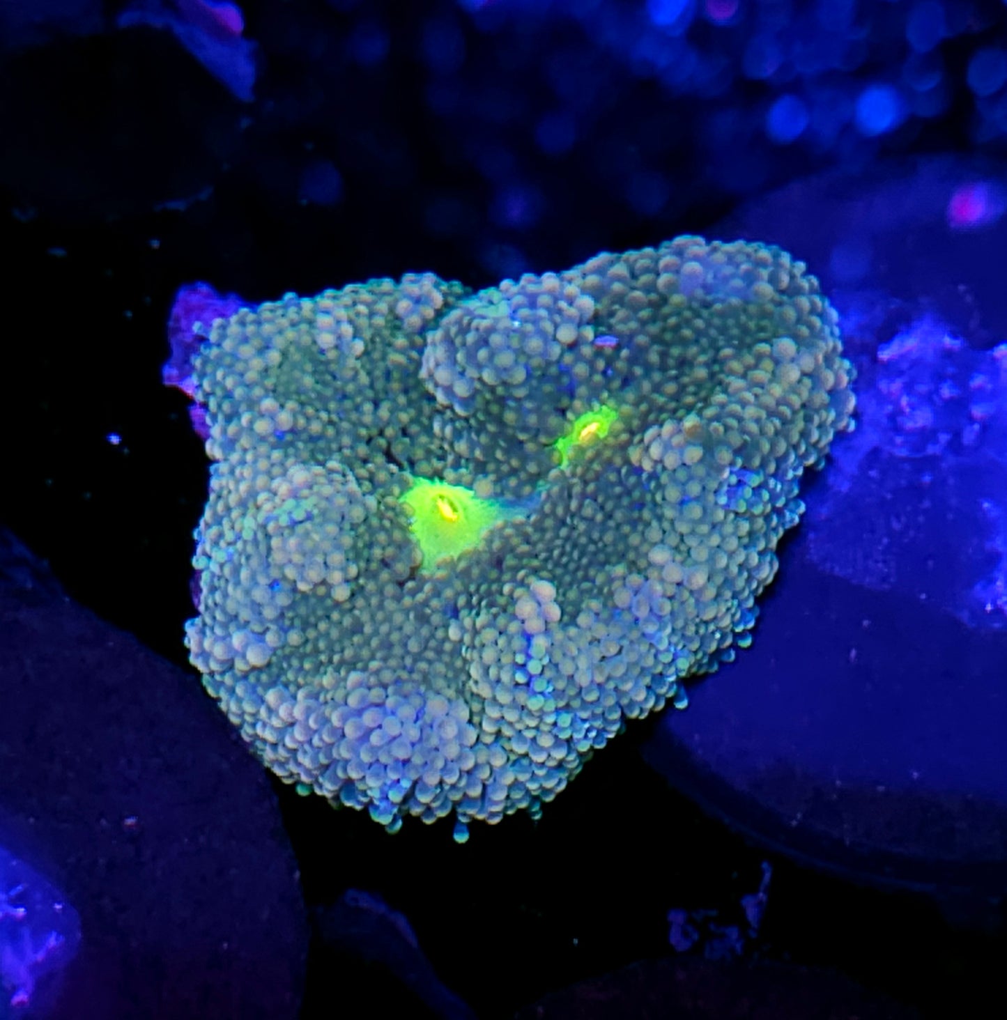 Atlantic Yuma (False Ricordea) Labor Day Deal