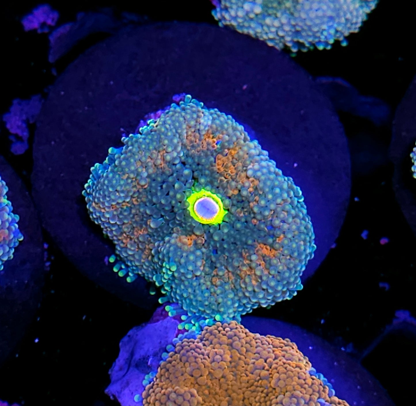 Atlantic Yuma (False Ricordea) Labor Day Deal