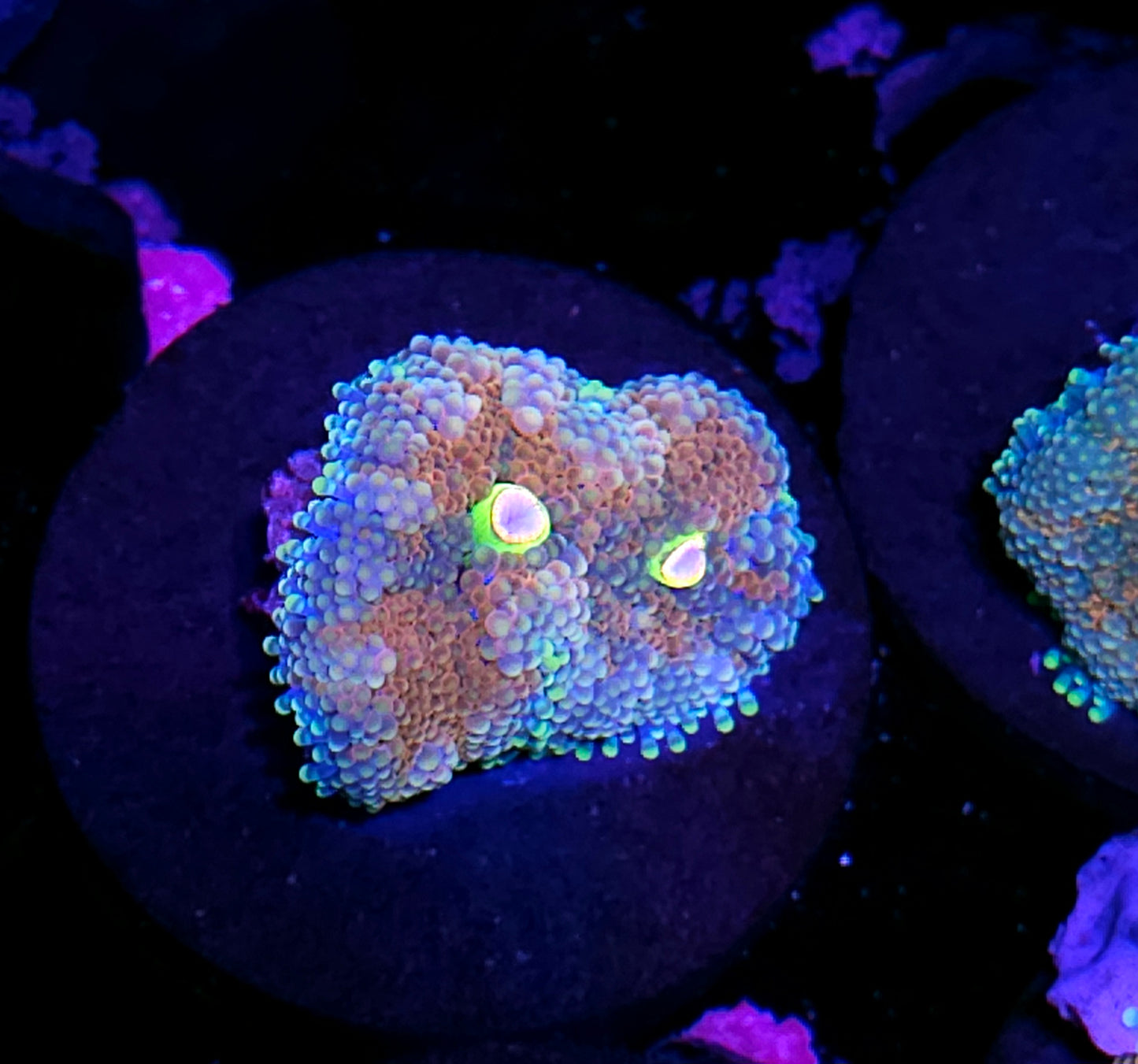 Atlantic Yuma (False Ricordea) Labor Day Deal