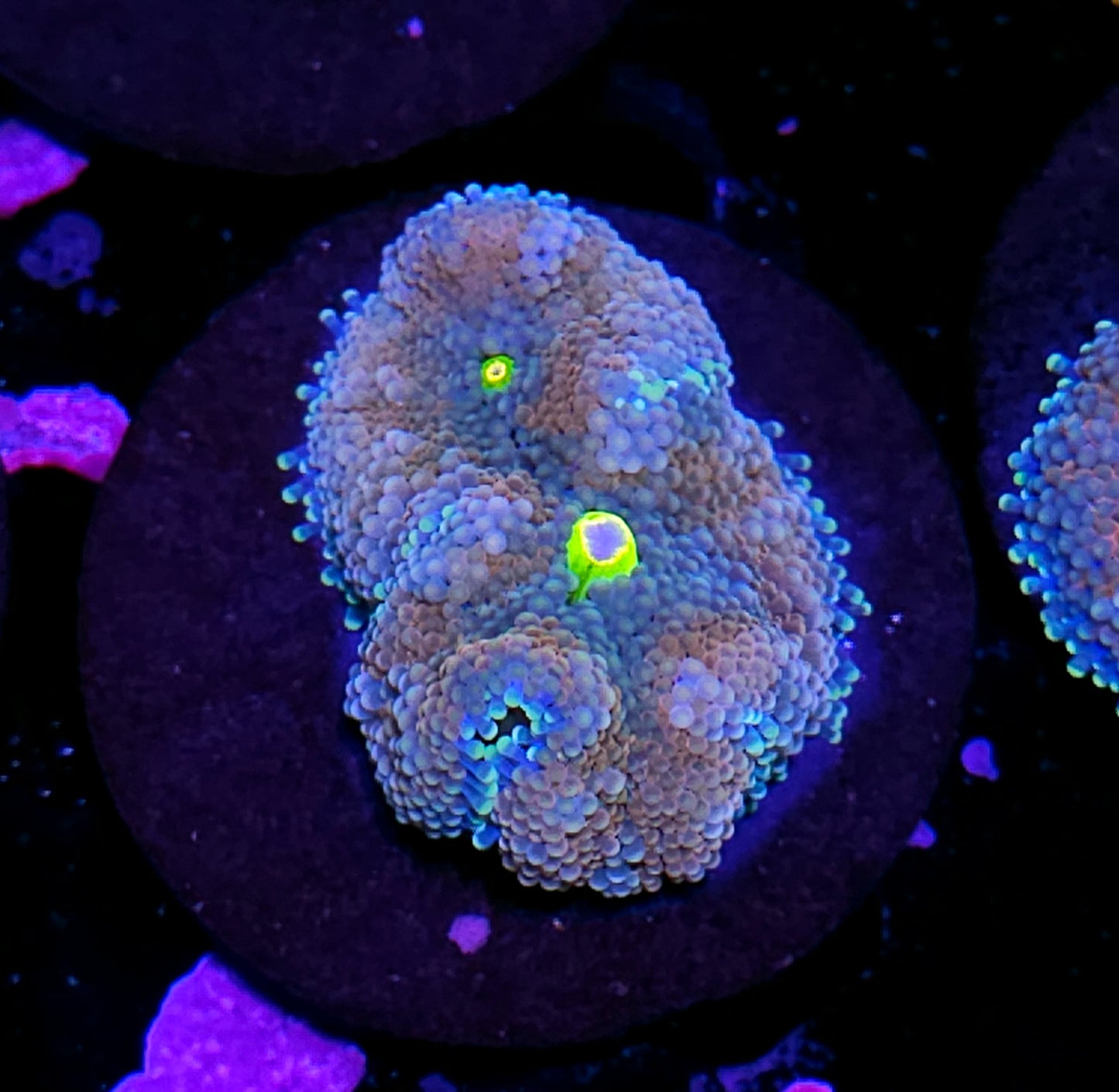 Atlantic Yuma (False Ricordea) Labor Day Deal