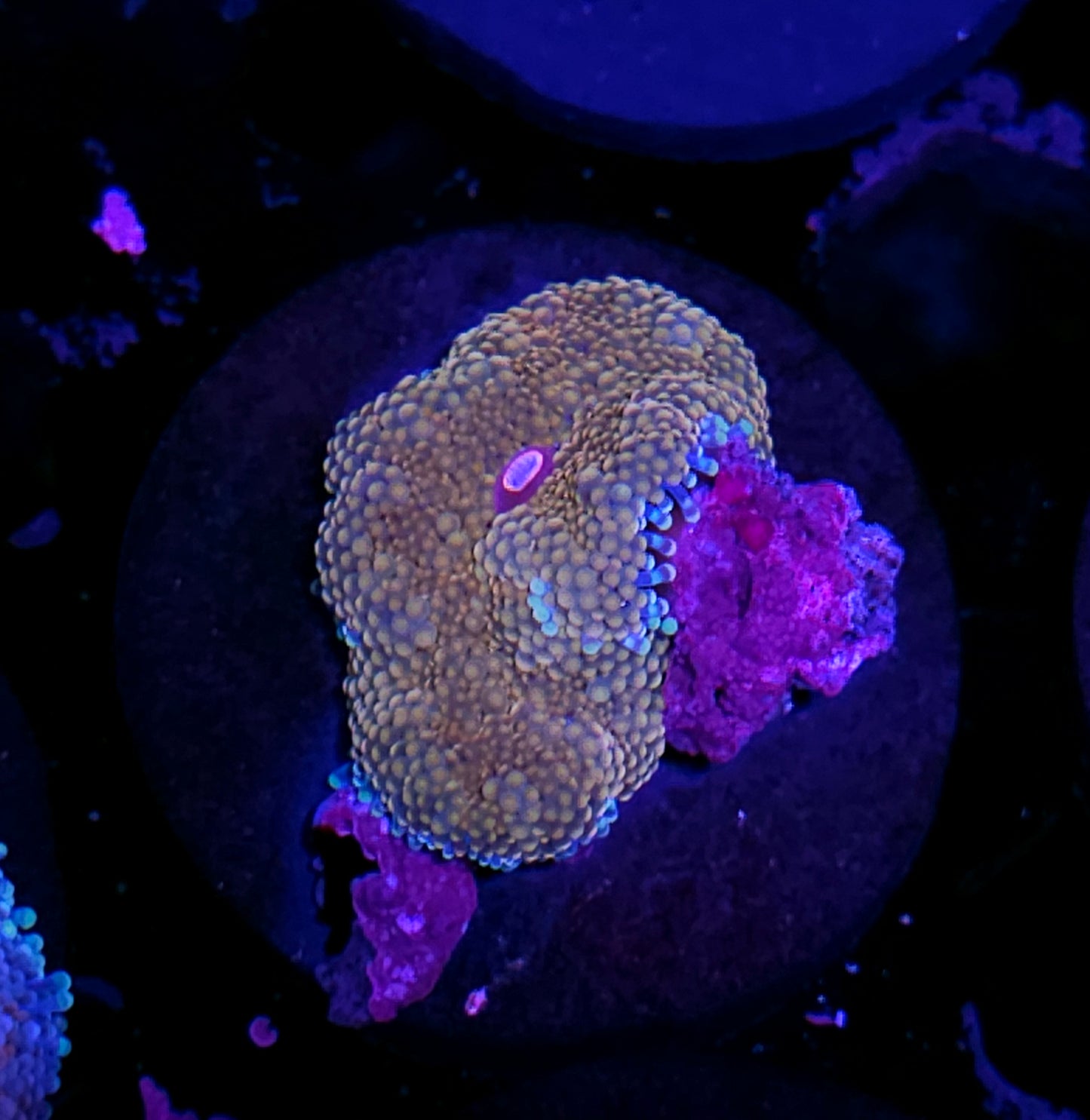Atlantic Yuma (False Ricordea) Labor Day Deal