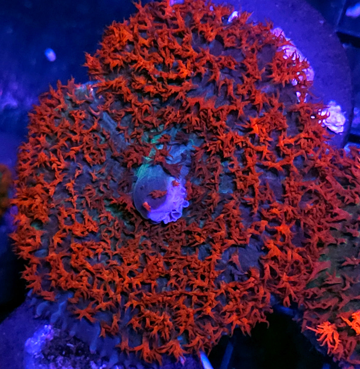 Epic St Thomas Mushroom
