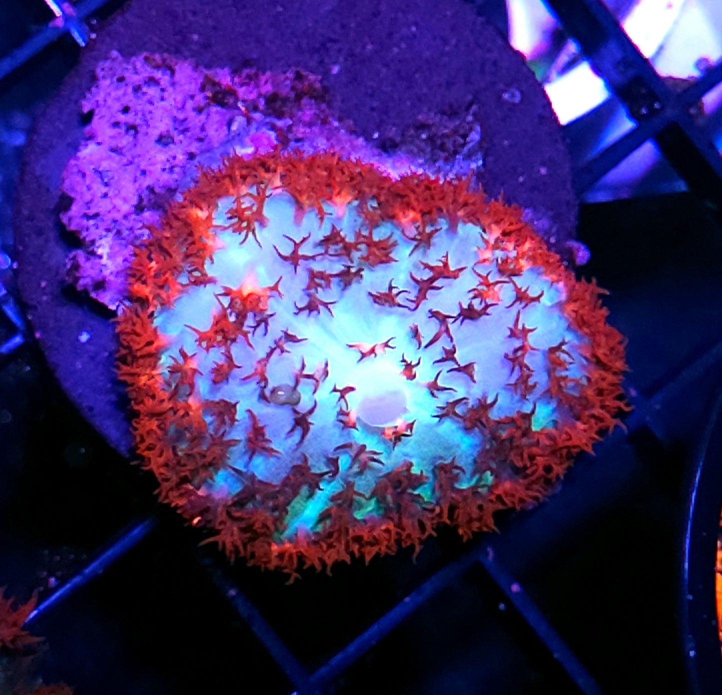 St Thomas Mushroom Labor Day Deal
