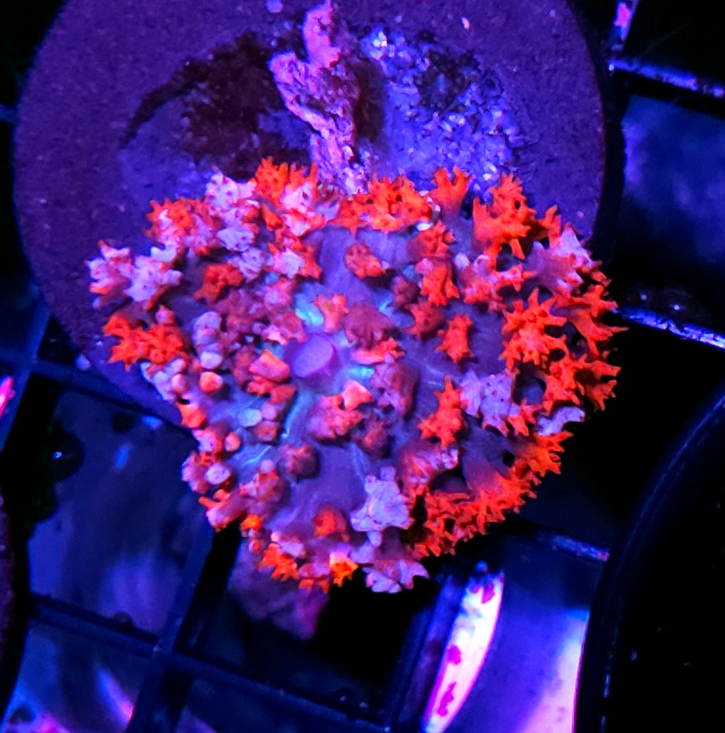 St Thomas Mushroom Labor Day Deal