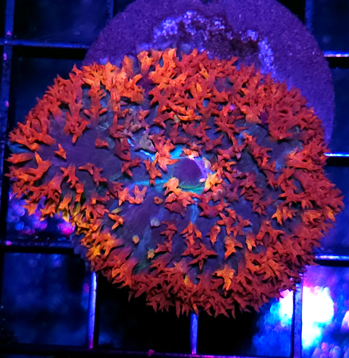 Epic St Thomas Mushroom