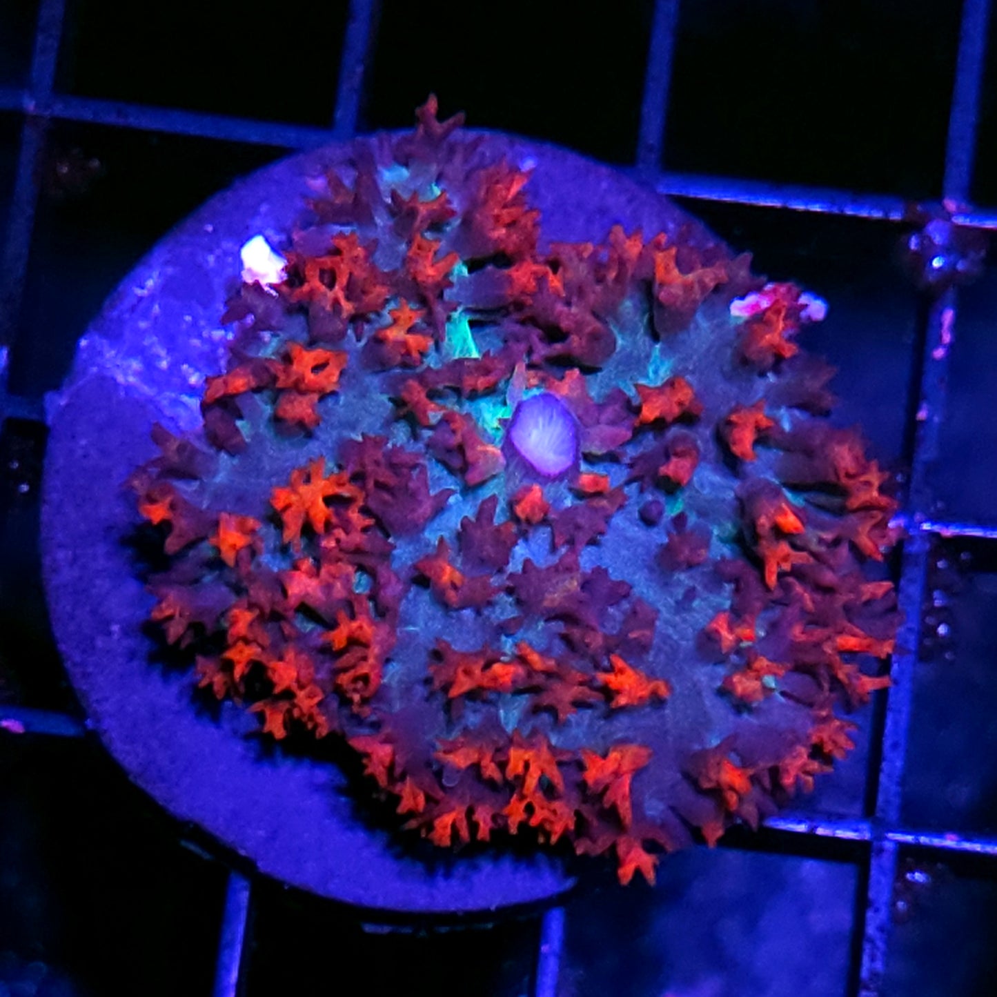 St Thomas Mushroom Labor Day Deal