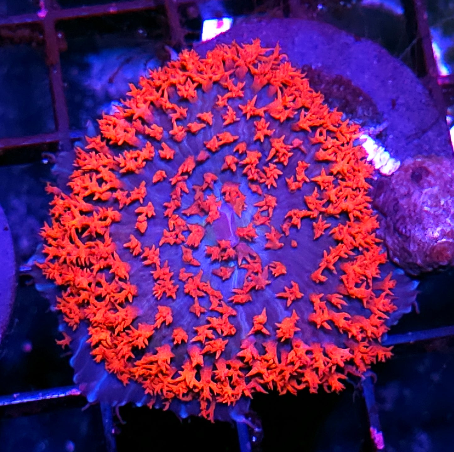 St Thomas Mushroom Labor Day Deal
