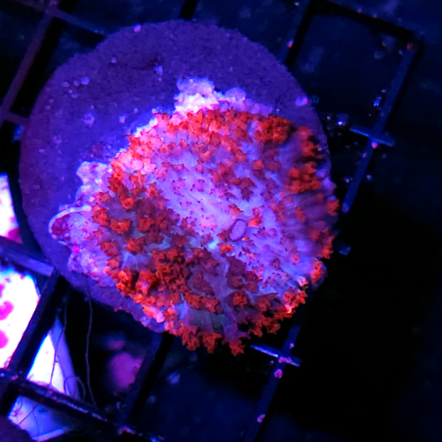 St Thomas Mushroom Labor Day Deal