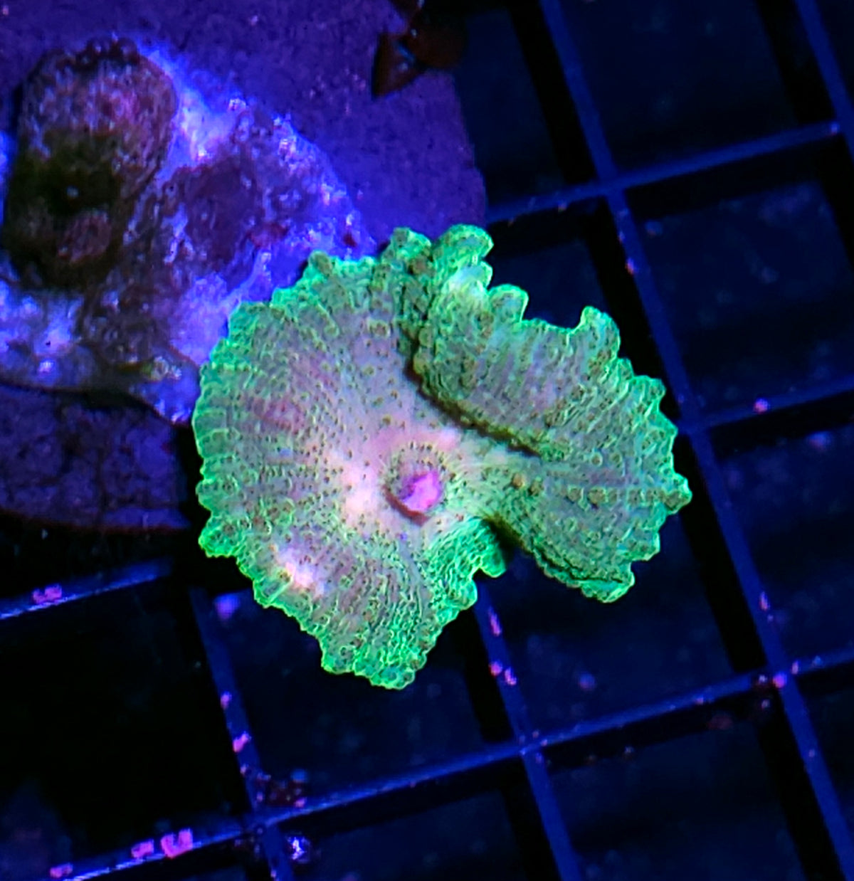 Funky Neglecta Umbrella Mushroom