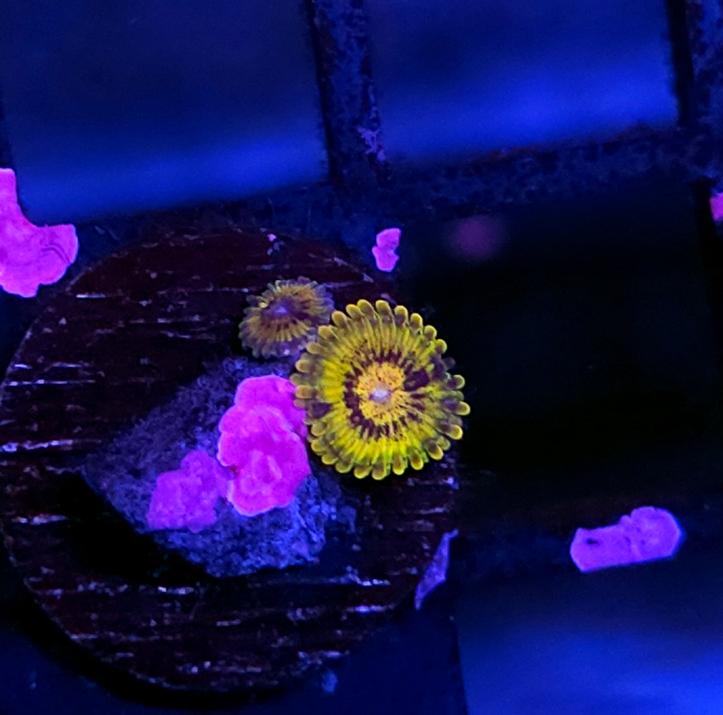 Gold Krak Zoas