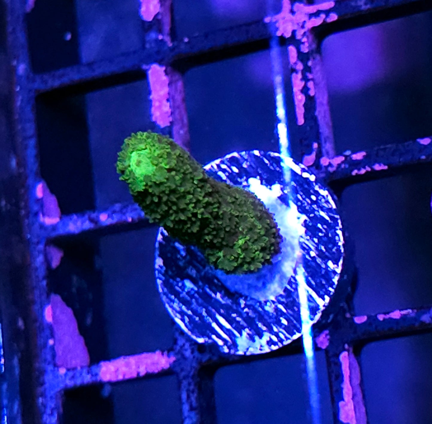 Hunter Green Montipora Digitata