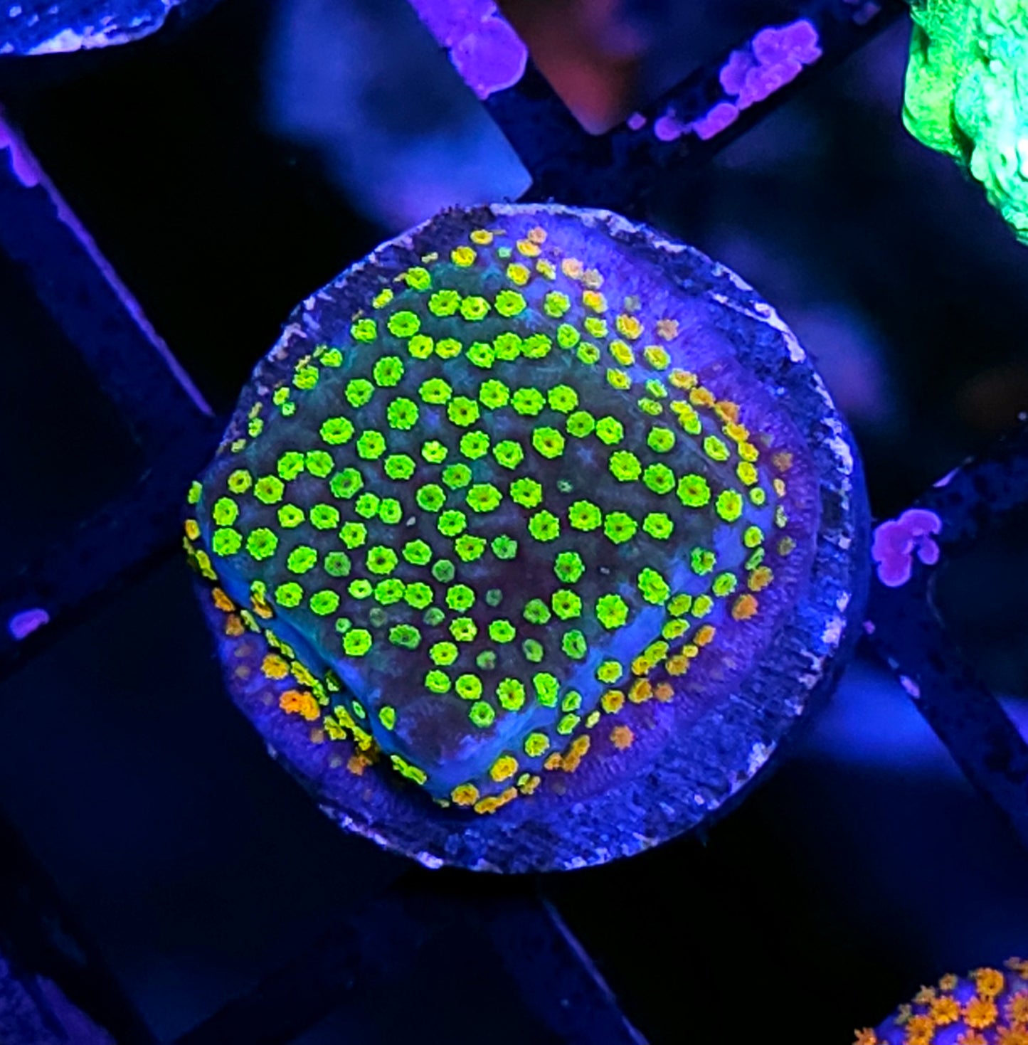 HF Rainbow Orbit Montipora