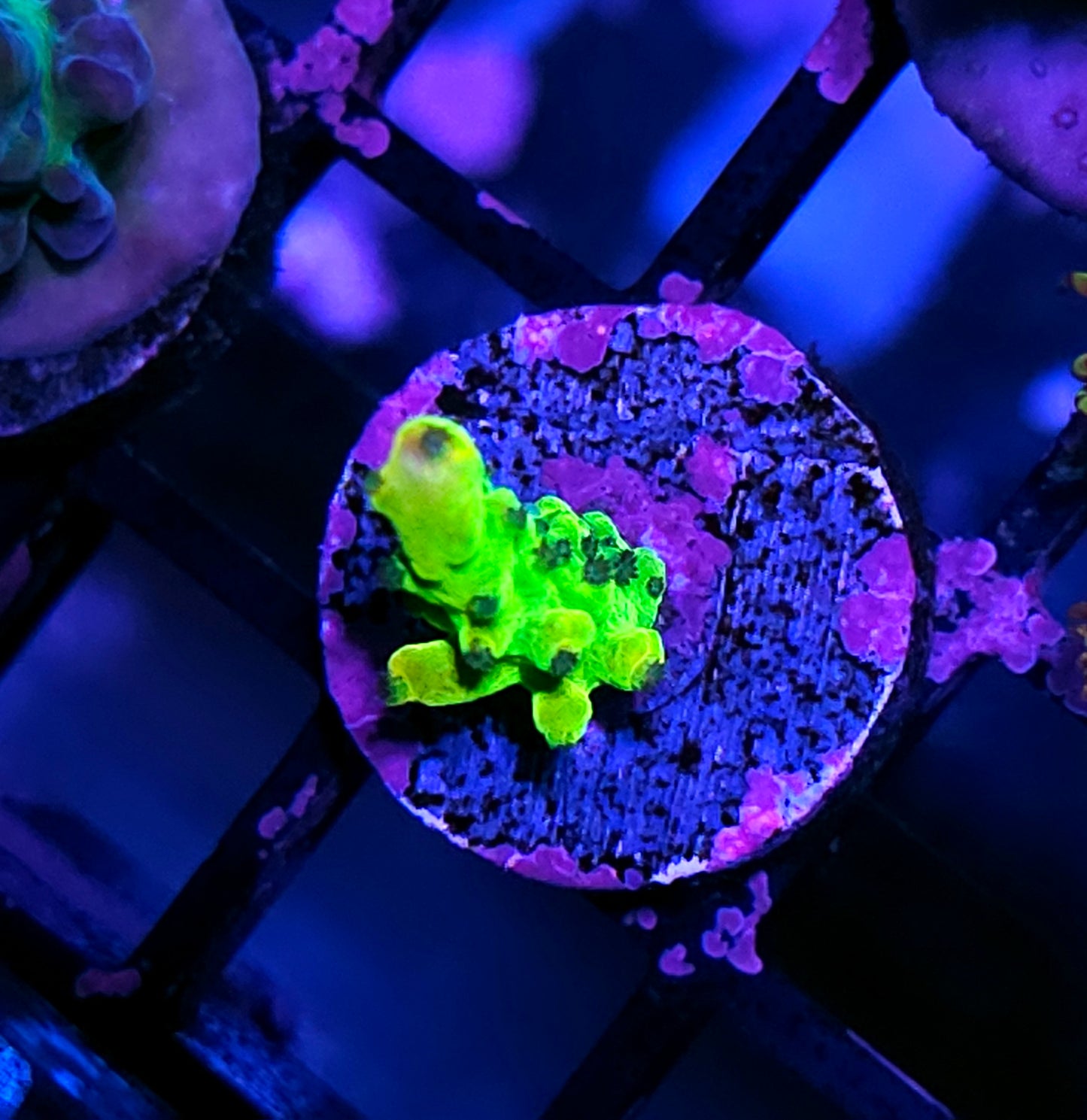 Sewer Puke Acropora