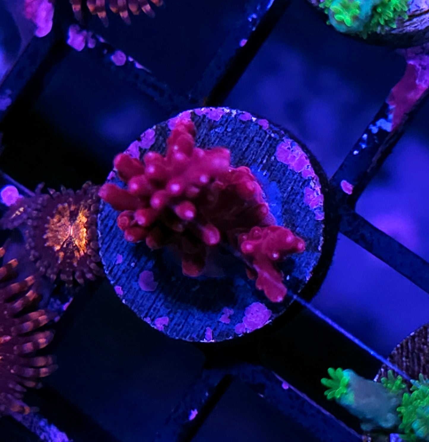Red Dragon Acropora