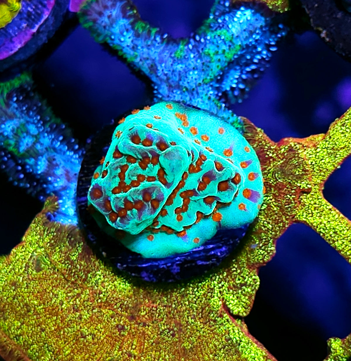 Jedi Mind Tricks Montipora
